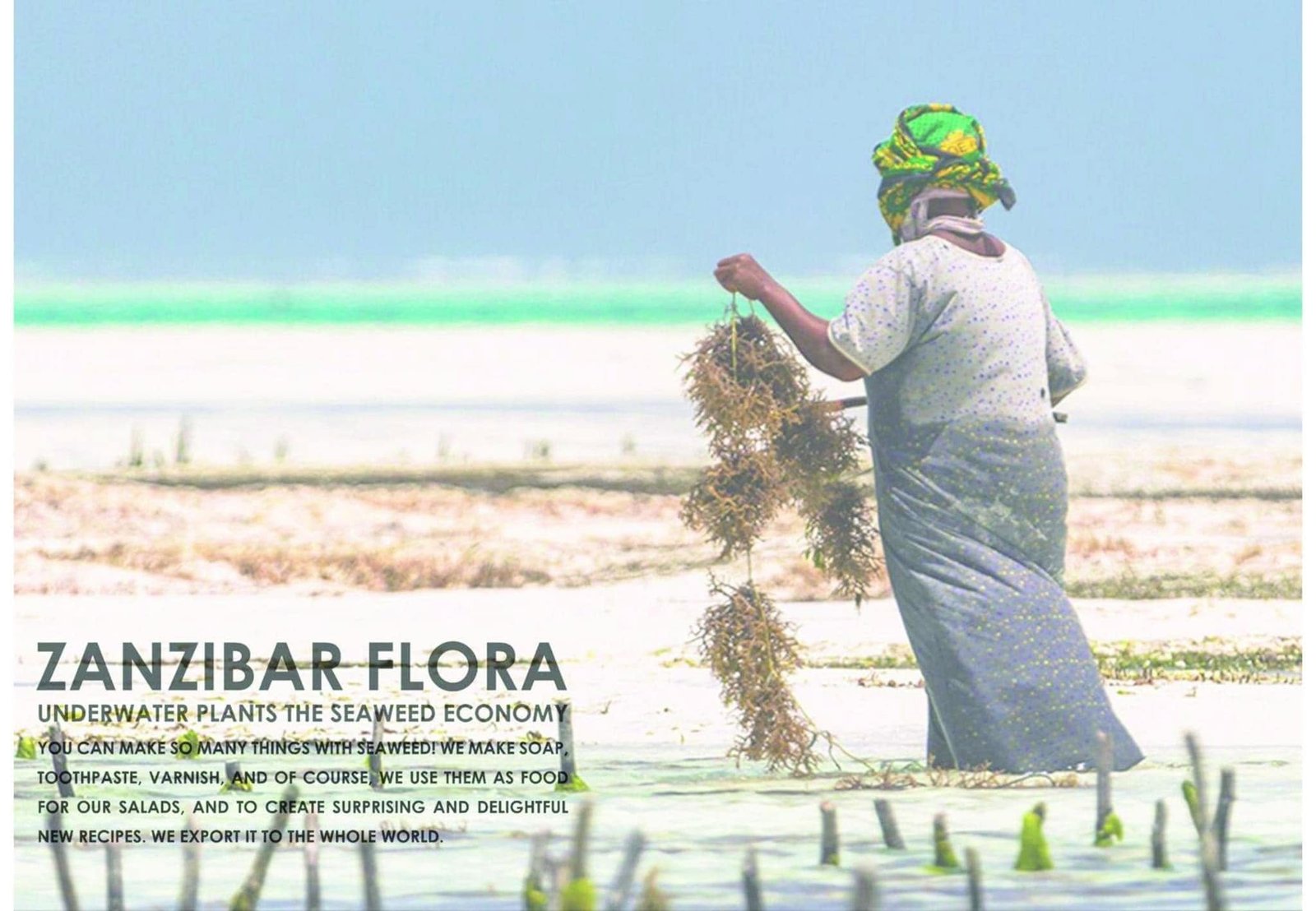 Seaweed-harvesting reference photograph in the Zanzibar flora presentation.